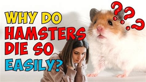 sexfilme hamster|Die neuesten Porno